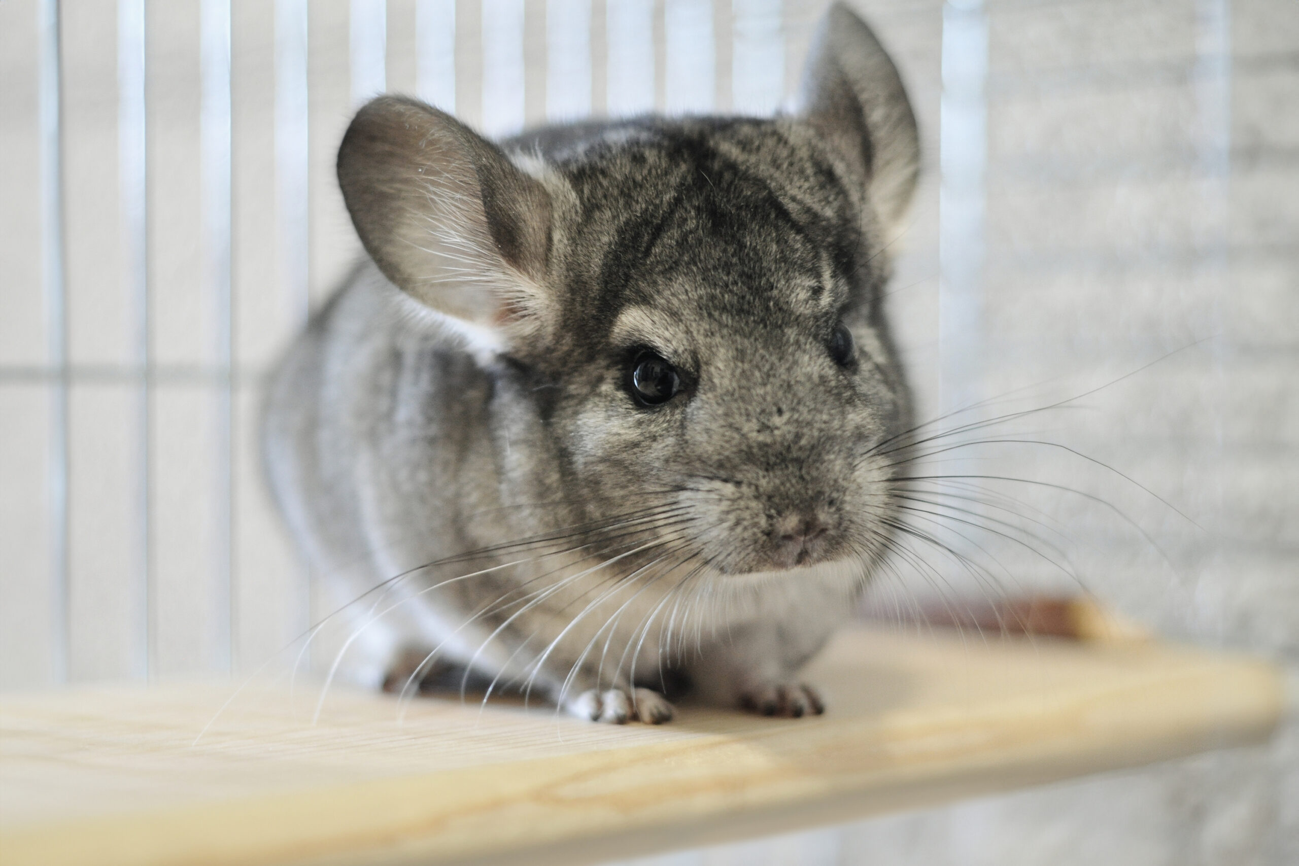 Emergency care for exotic pets