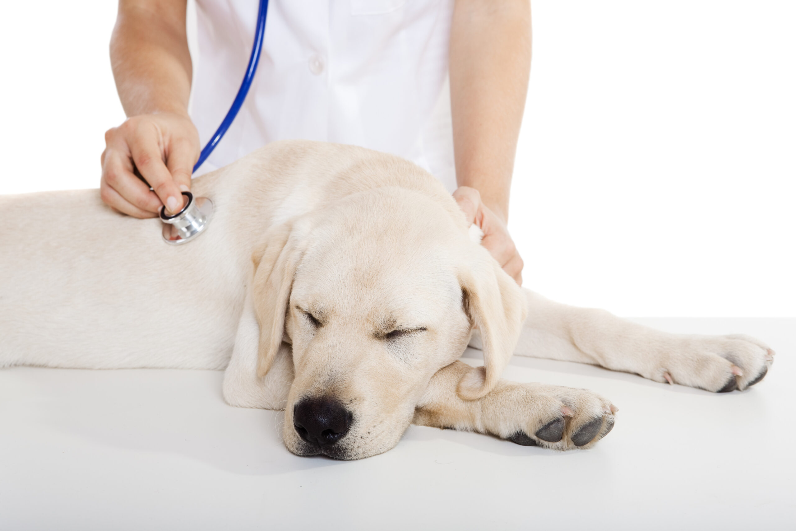 emergency care for cats and dogs